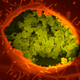 Image for article titled The Astounding And Horrific World As Seen Under A Microscope